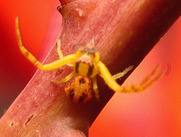 Araneae - Thomisidae - unidentified