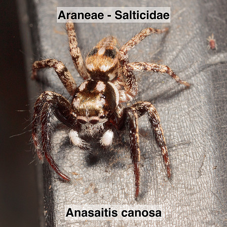 Araneae - Salticidae - Anasaitis canosa