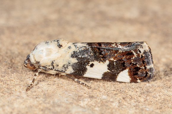 Noctuidae - Tarache aprica