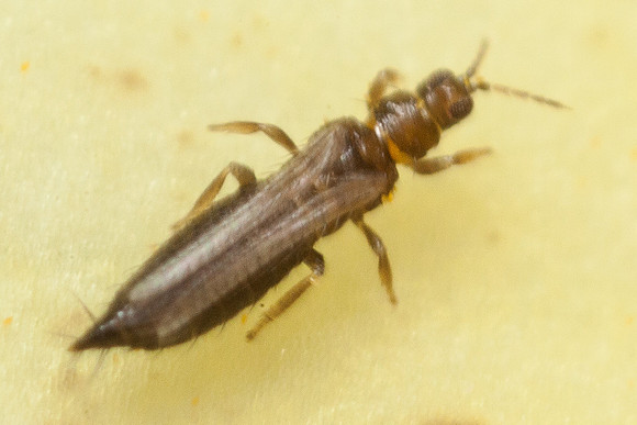 Thysanoptera - Thripidae - unidentified
