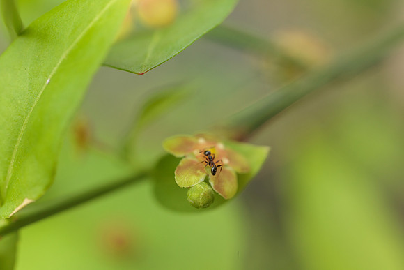 Hymenoptera - Formicidae - Pheidole sp.
