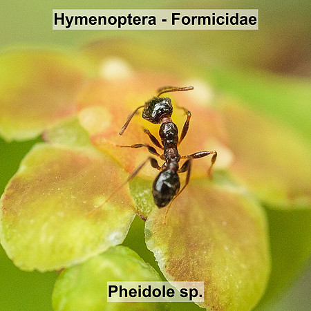 Hymenoptera - Formicidae - Pheidole sp.