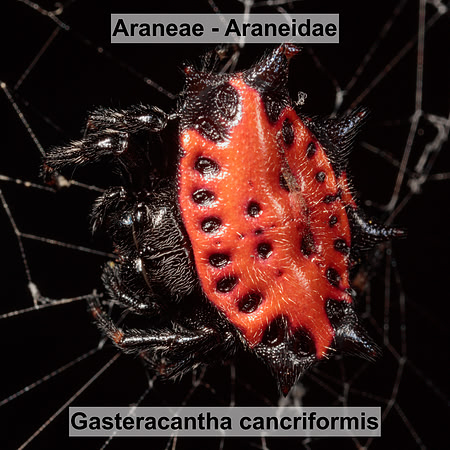 Araneae - Araneidae - Gasteracantha cancriformis