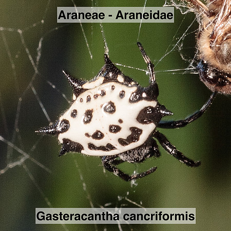 Araneae - Araneidae - Gasteracantha cancriformis