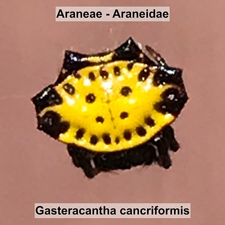 Araneae - Araneidae - Gasteracantha cancriformis