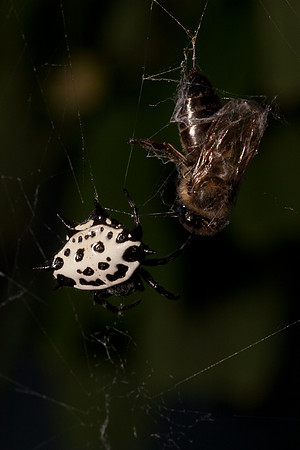Araneae - Araneidae - Gasteracantha cancriformis