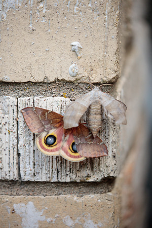 Sphingidae - Amorpha juglandis