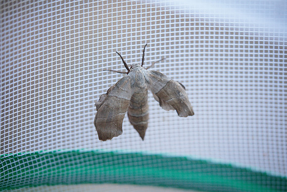 Sphingidae - Amorpha juglandis