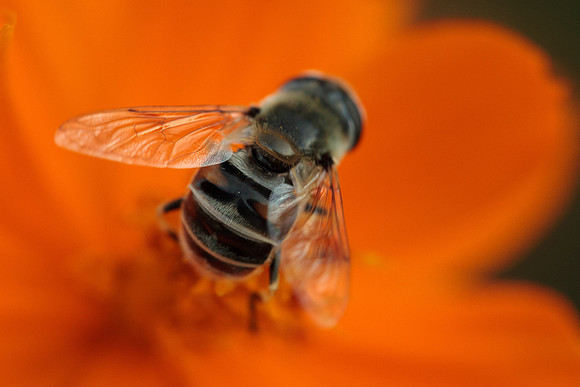 Eristalis stipator
