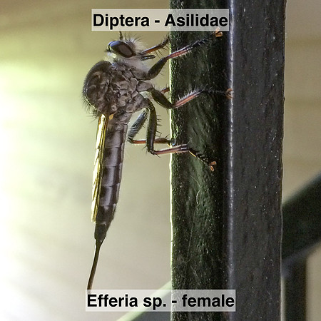 Diptera - Asilidae - Efferia sp. - female