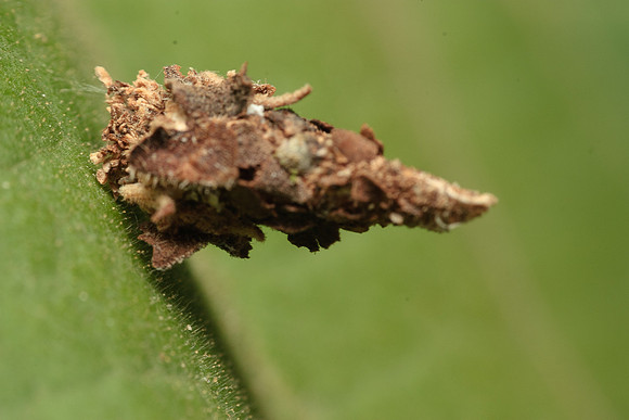 Thyridopteryx ephemeraformis
