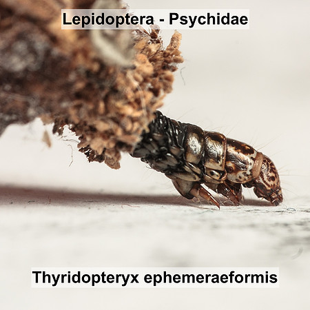 Lepidoptera - Psychidae - Thyridopteryx ephemeraeformis