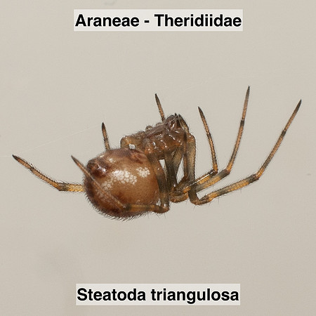 Araneae - Theridiidae - Steatoda triangulosa