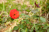Rosa 'Pinata'