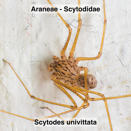Araneae - Scytodidae - Scytodes univittata