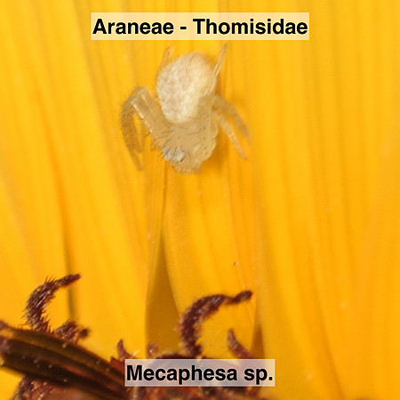 Araneae - Thomisidae - Mecaphesa sp.
