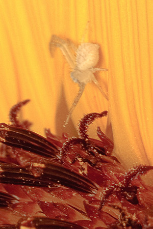 Araneae - Thomisidae - Mecaphesa sp.