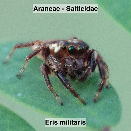 Araneae - Salticidae - Eris militaris