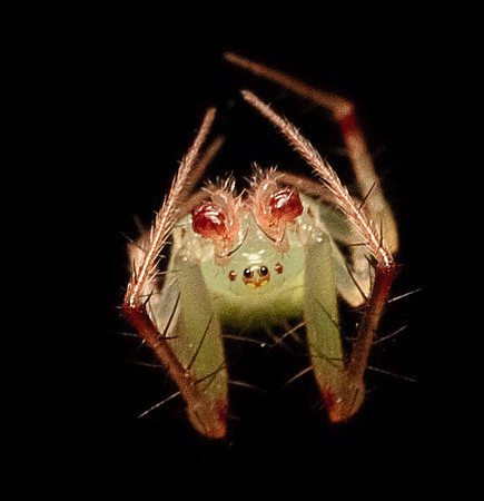 Araneae - Araneidae - Araneus sp.