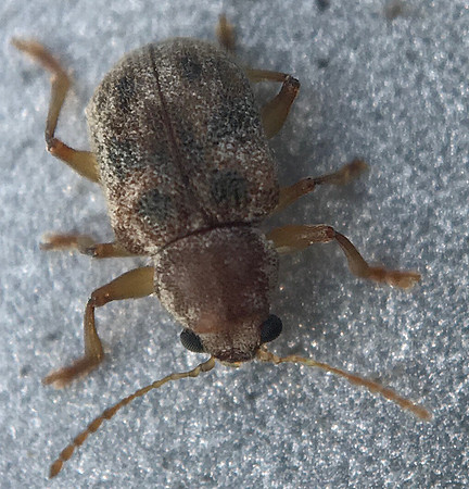 Coleoptera - Chrysomelidae - Xanthonia sp.