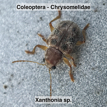 Coleoptera - Chrysomelidae - Xanthonia sp.