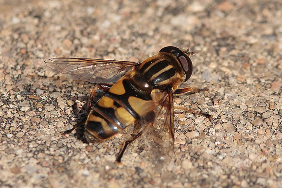 Diptera - Syrphidae - Helophilus fasciatus