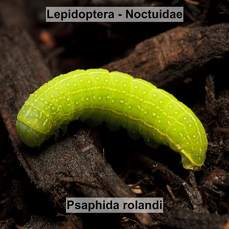 Noctuidae - Psaphida rolandi