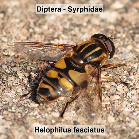 Diptera - Syrphidae - Helophilus fasciatus
