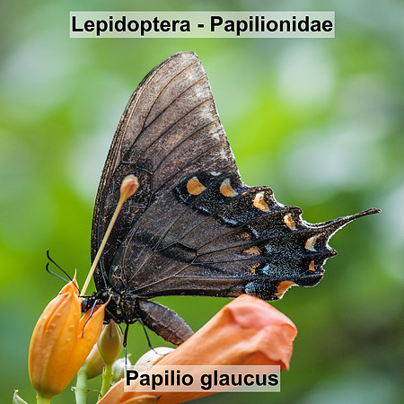 Lepidoptera - Papilionidae - Papilio glaucus