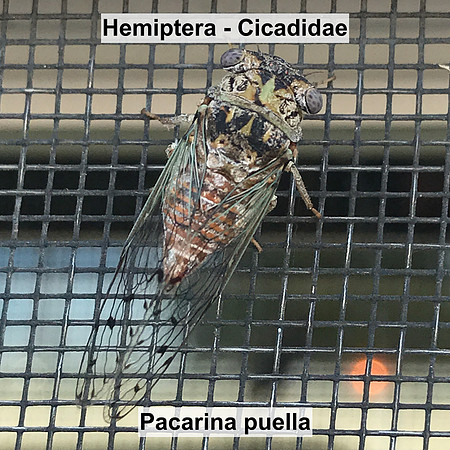 Hemiptera - Cicadidae - Pacarina puella