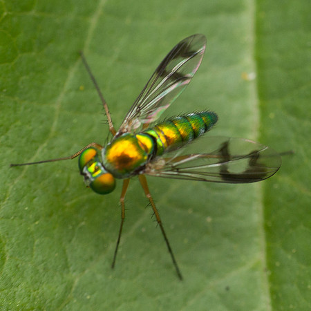 Diptera - Dolichopodidae - Condylostylus sipho group