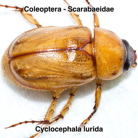Coleoptera - Scarabaeidae - Cyclocephala lurida