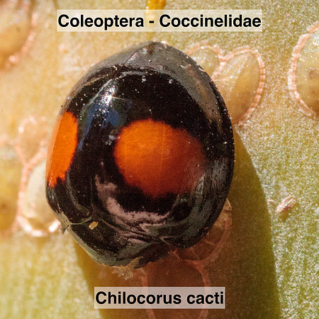 Coleoptera - Coccinellidae - Chilocorus cacti