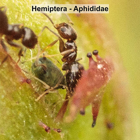 Hemiptera - Aphididae -- Unidentified sp4