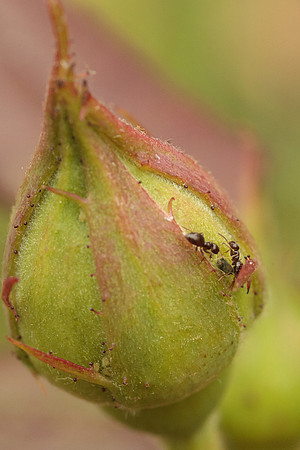 Hemiptera - Aphididae - unidentified