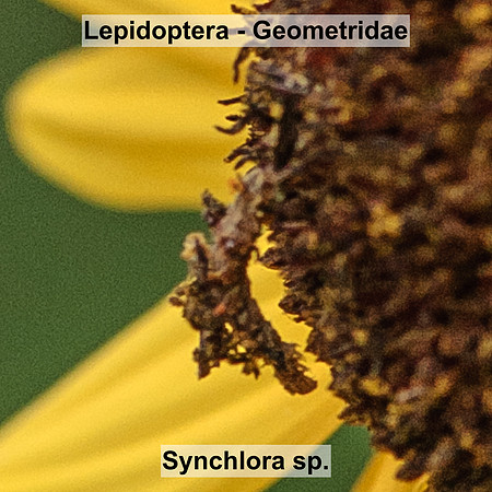 Geometridae - Synchlora sp.