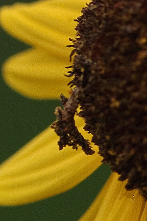 Geometridae - Synchlora sp.