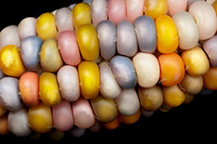 Gem Corn