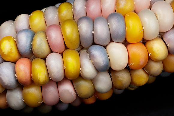 Gem Corn