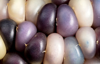 Gem Corn Closeup
