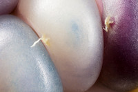 Gem Corn Closest