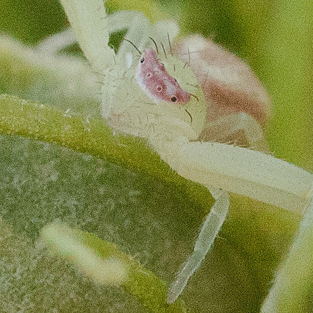 Araneae - Thomisidae - Mecaphesa sp.