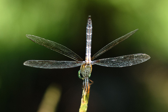 Pachydiplax longipennis - Blue Dasher - male