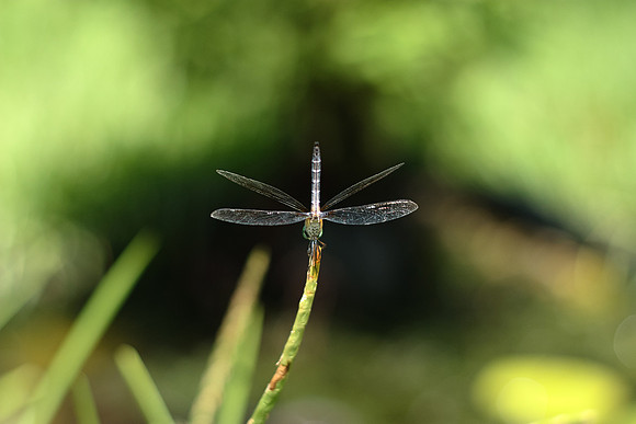 Pachydiplax longipennis - Blue Dasher - male
