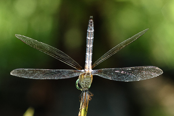 Pachydiplax longipennis - Blue Dasher - male