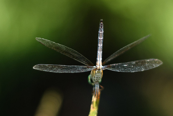 Pachydiplax longipennis - Blue Dasher - male