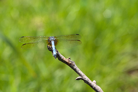 Pachydiplax longipennis - Blue Dasher - male
