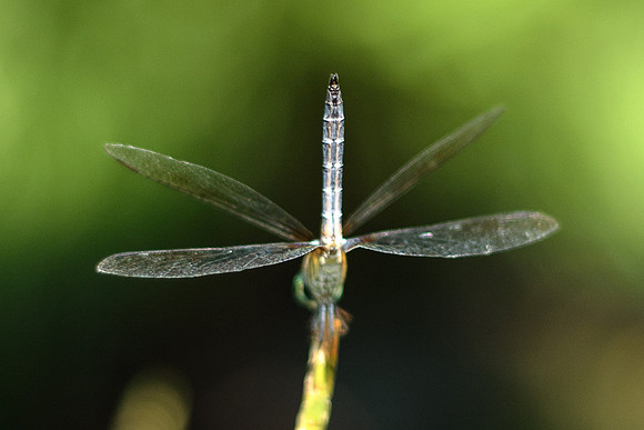 Pachydiplax longipennis - Blue Dasher - male
