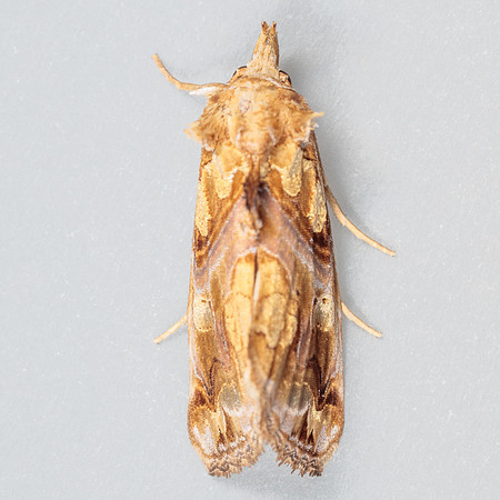 Erebidae - Plusiodonta compressipalpa