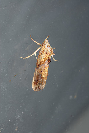 Erebidae - Plusiodonta compressipalpa
